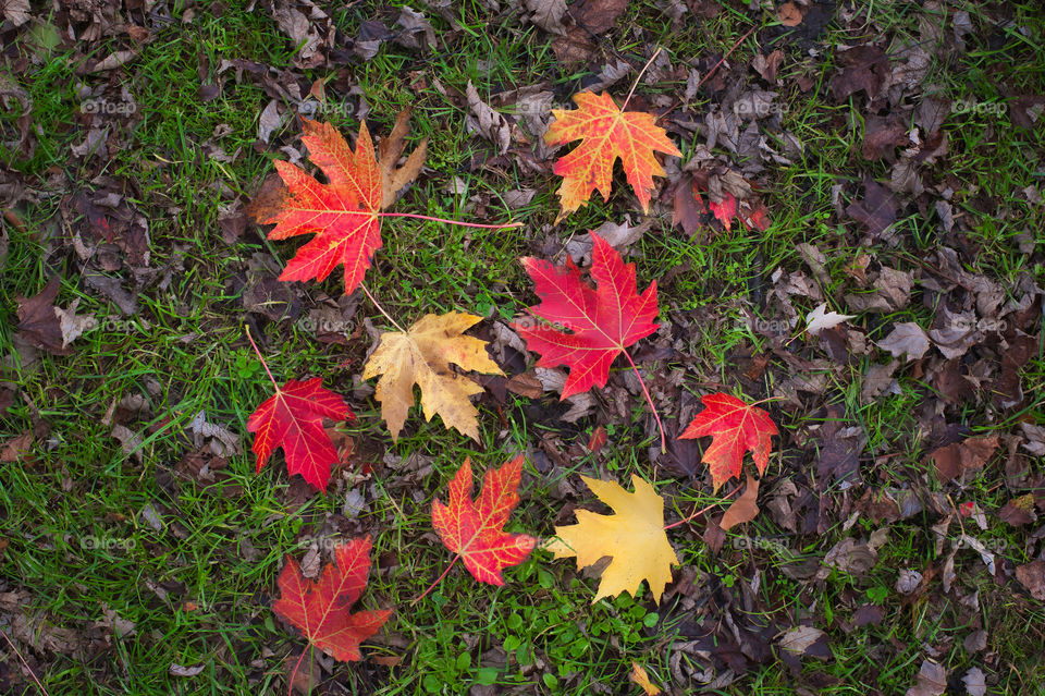 Colorful fallen autumn maple tree leaves laying on the ground.
