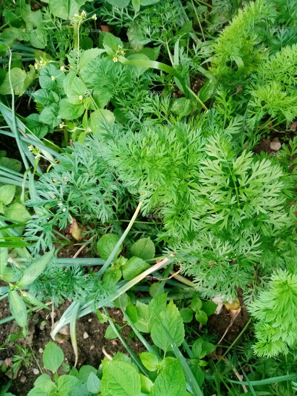 Permacultural garden