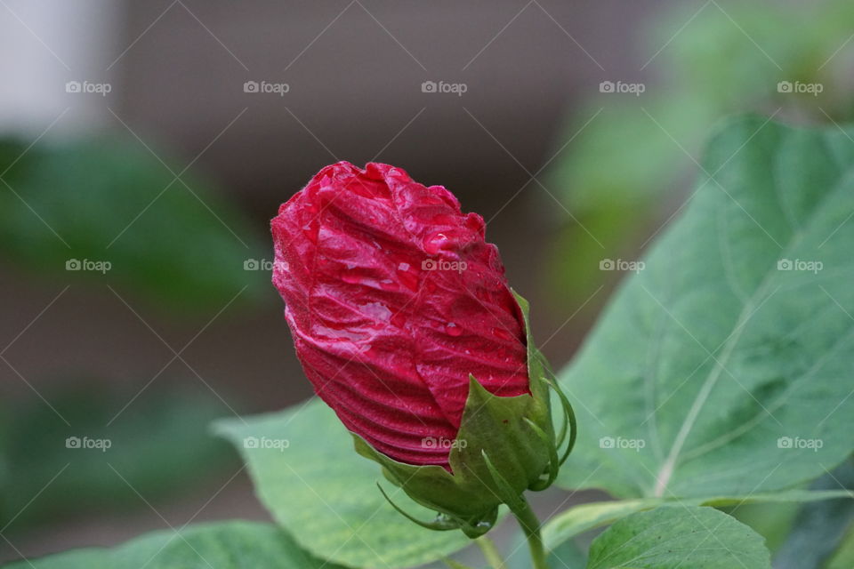 Dew drops on hibiscus blossom. 