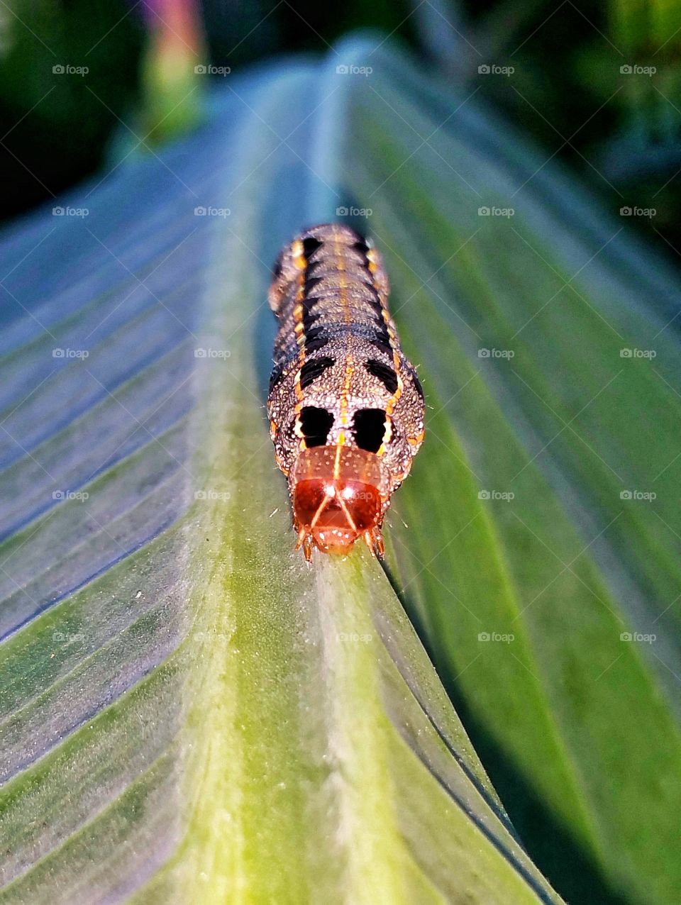 caterpillar worm on banana tree leaf outdoors