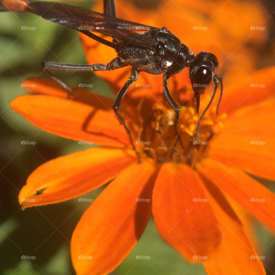 Catching some pollen