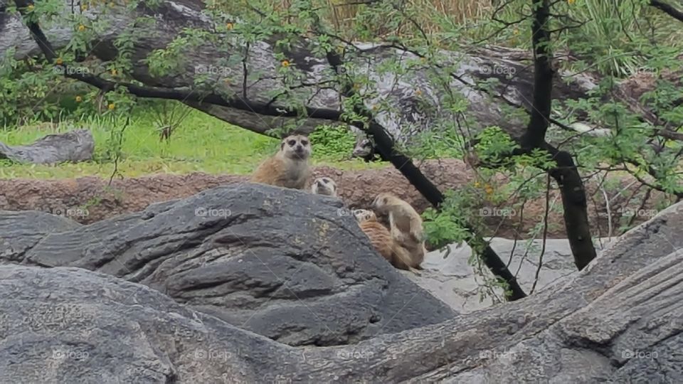 A family of meerkats peek up from behind their perch at Animal Kingdom at the Walt Disney World Resort in Orlando, Florida.