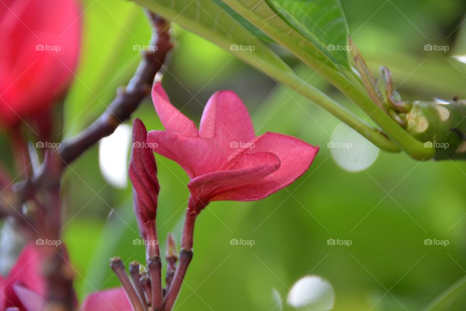 Frangipani in blur background