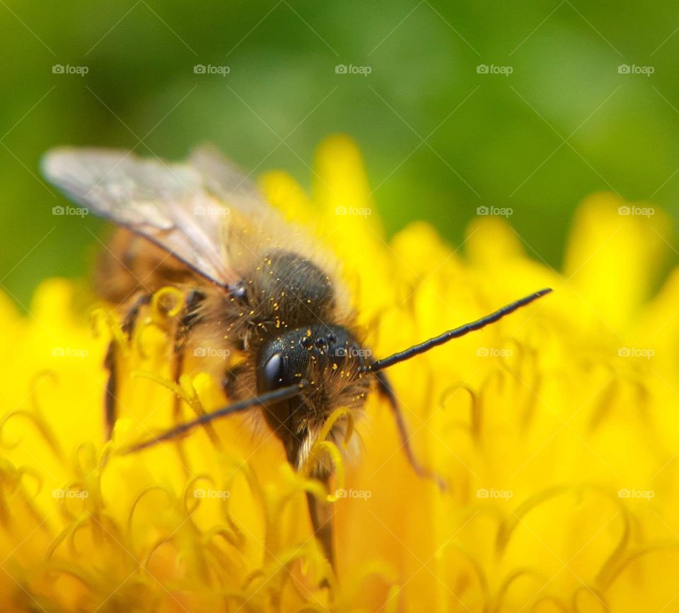 macro photo of a wild bee with a long nose collecting pollen from a yellow dandelion