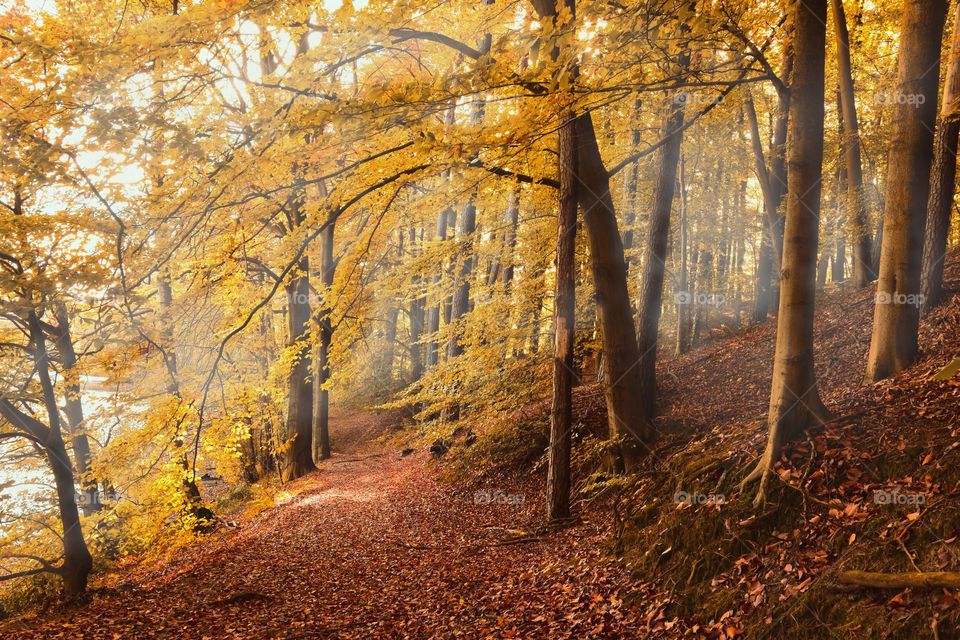 Beautiful forest natural landscape