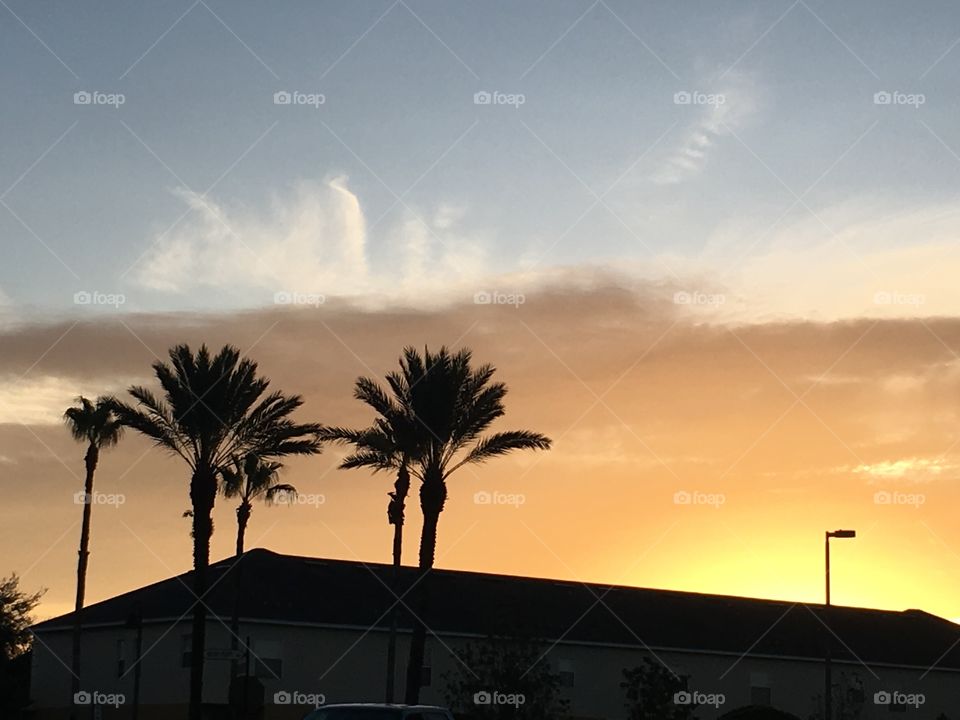 Beautiful Florida sunrise over buildings with palm trees 🌴
