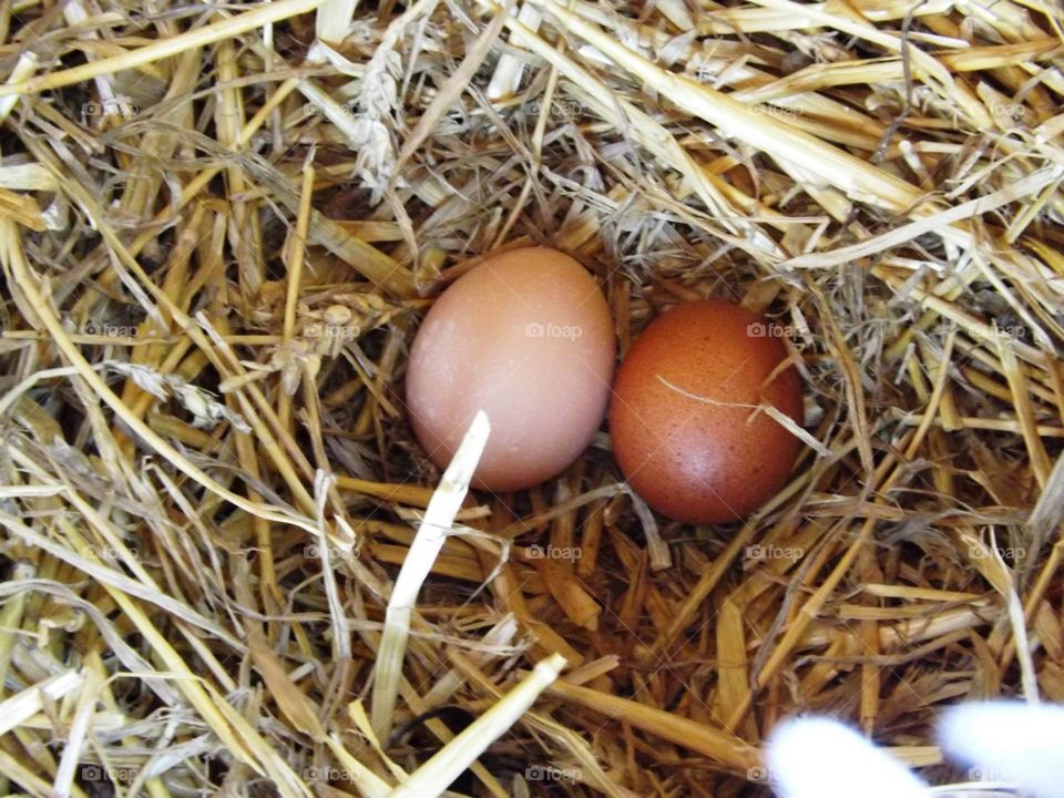 Eggs. Fresh from the hen