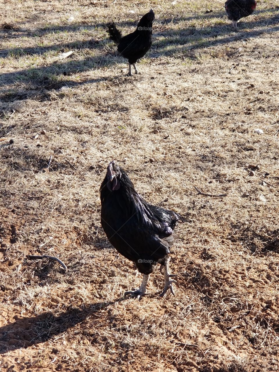 my pretty  Rooster