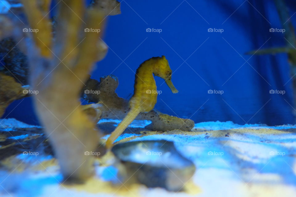 Seahorse 