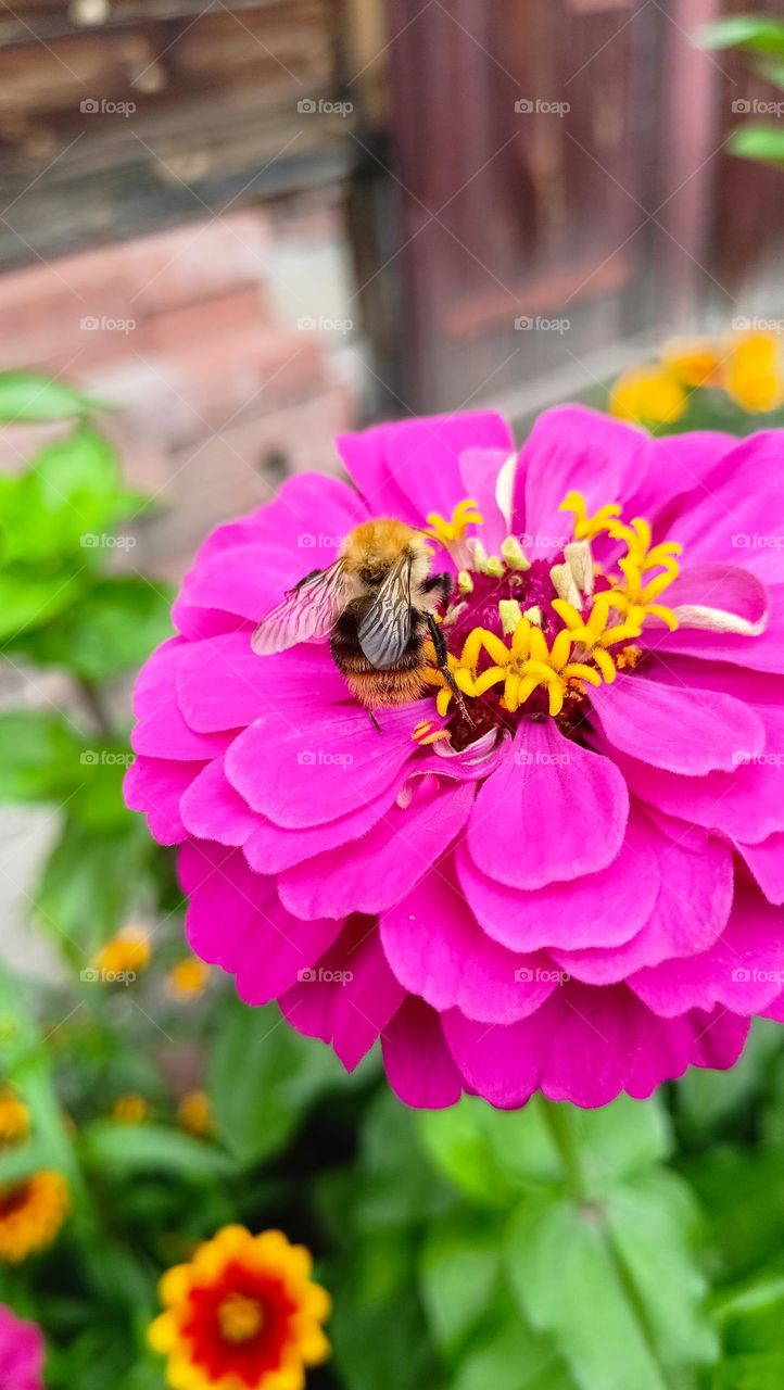 bright colors, pink, color energy, pink flower, bumblebee on flower, sunny day