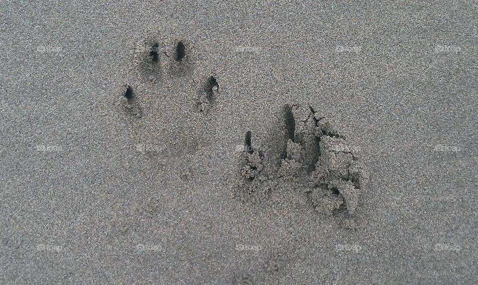 Sand with Dog Paws