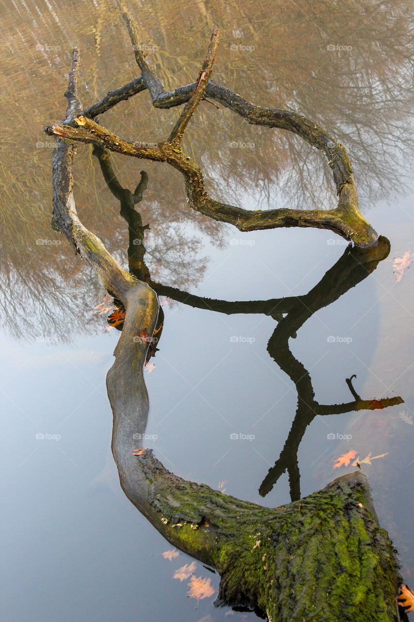 Fallen Tree and its Reflection on a Pond