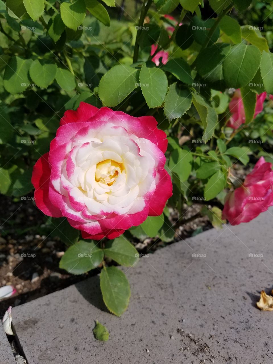 a red pink and white rose bush in dikman vadesi park in Ankara