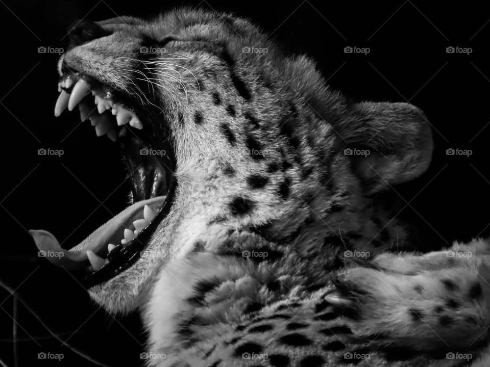 Black and white cheetah roaring