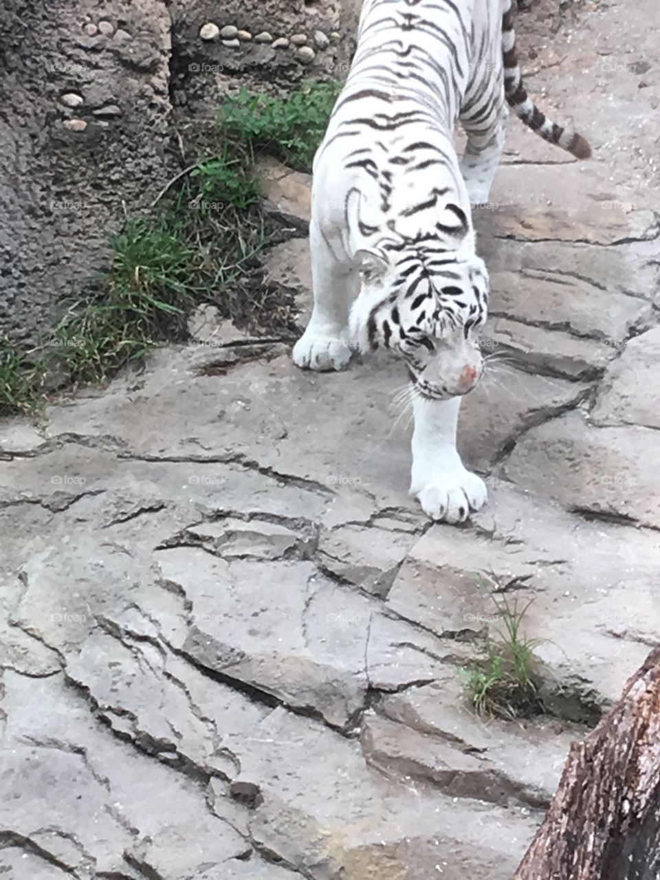 White tiger on the move