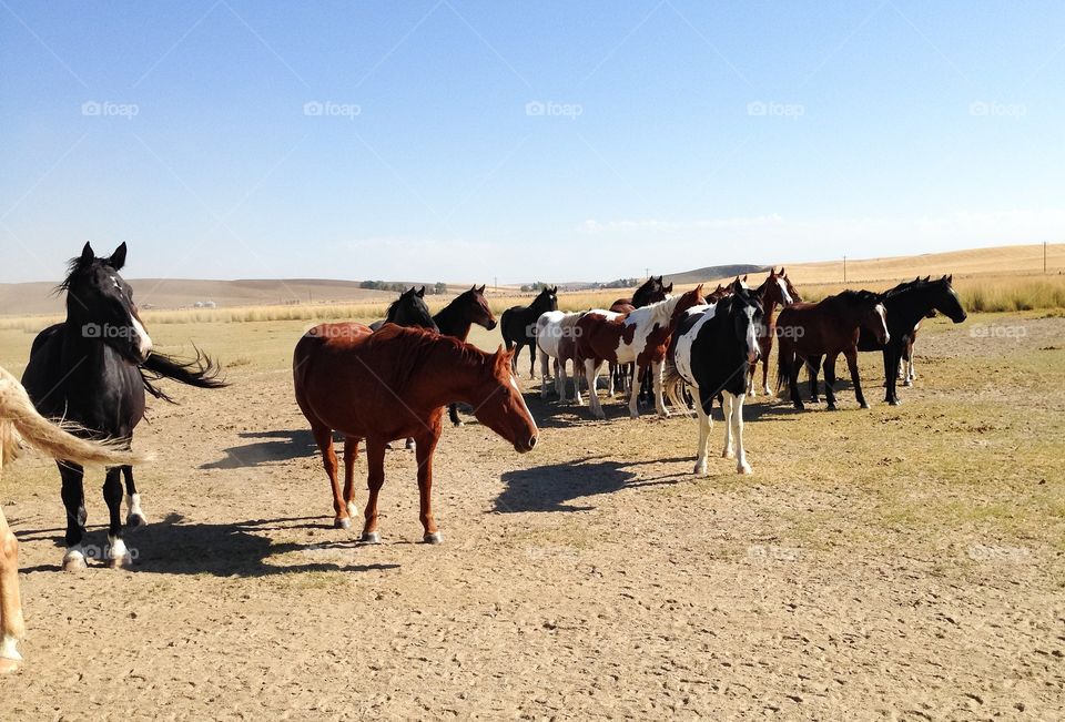 Mammal, Livestock, Herd, Farm, Horse