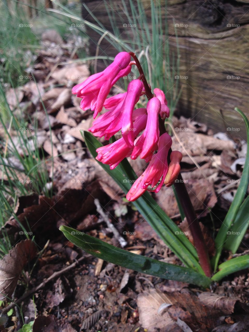 First flower of spring 