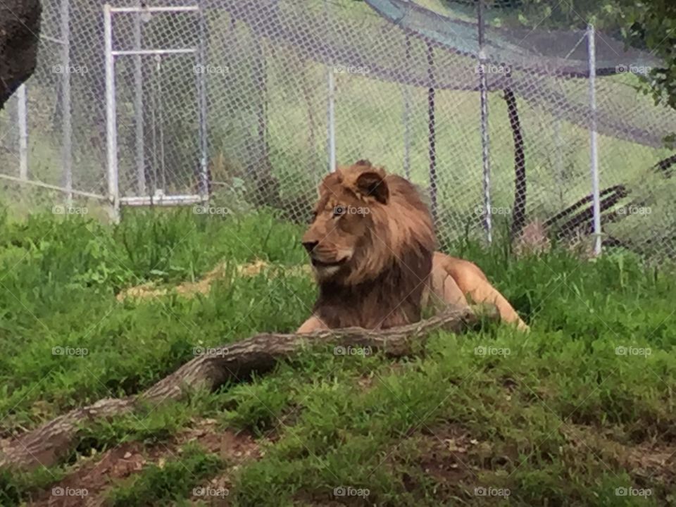 Lion at zoo 