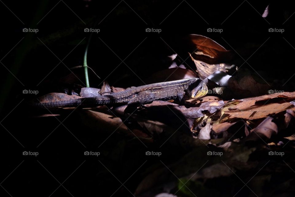 Forest gecko in Colombia 🇨🇴