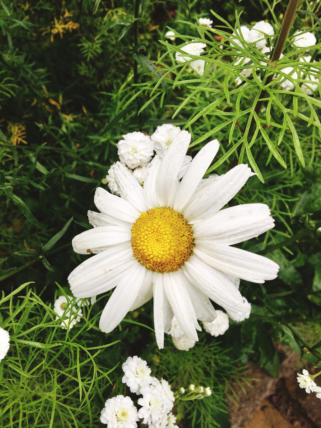 Camomile