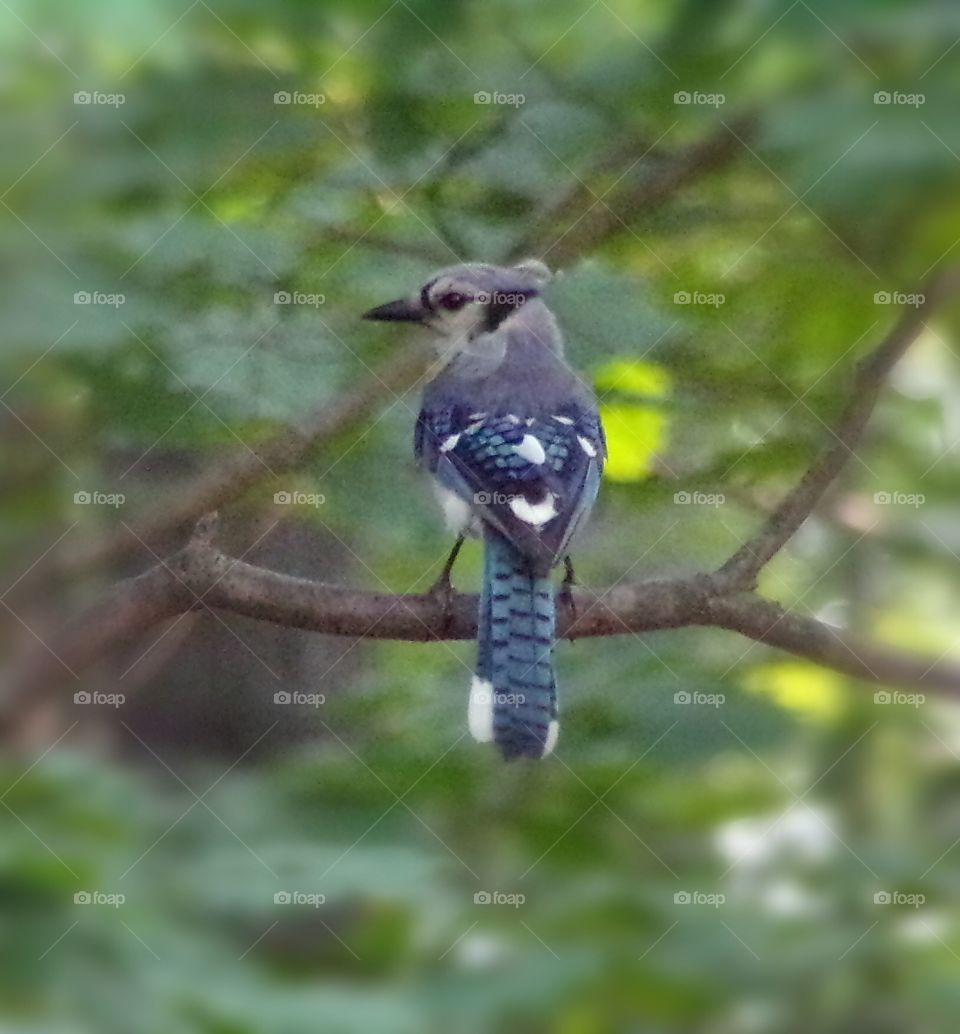 Beautiful blue jay