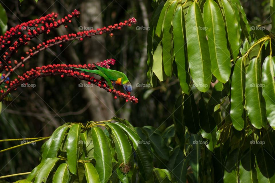 Lorikeet on umbrella tree berries