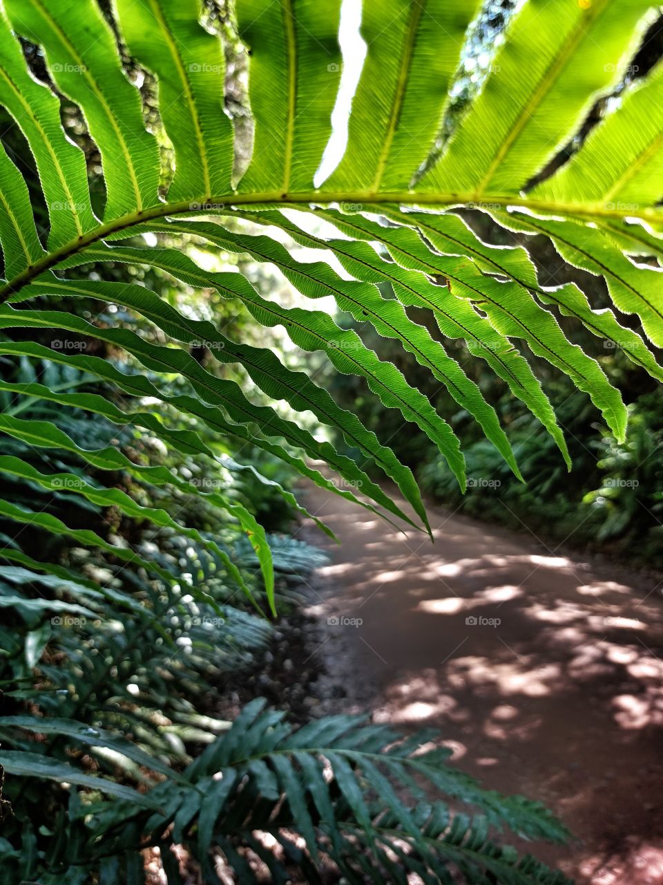 Samambaia na estrada