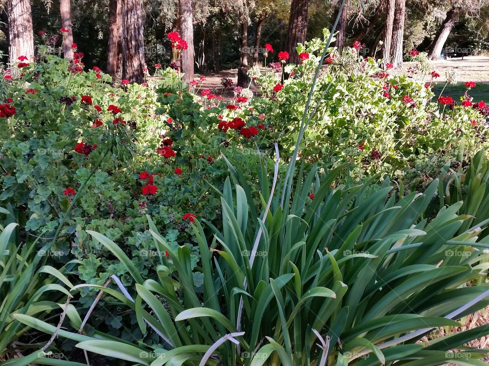 Garden Red flowers geraniums. Garden with red flowers geraniums