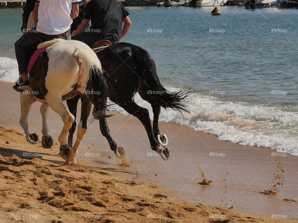 caballos al trote