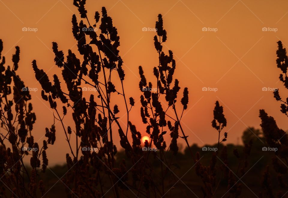 silhouette of wild flowers at sunset. always stop to enjoy the sunset. you will never regret 🙂