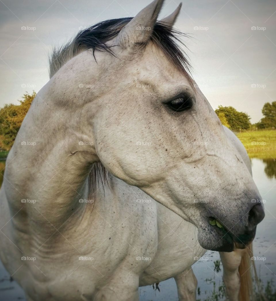 Gray horse in front of a pond