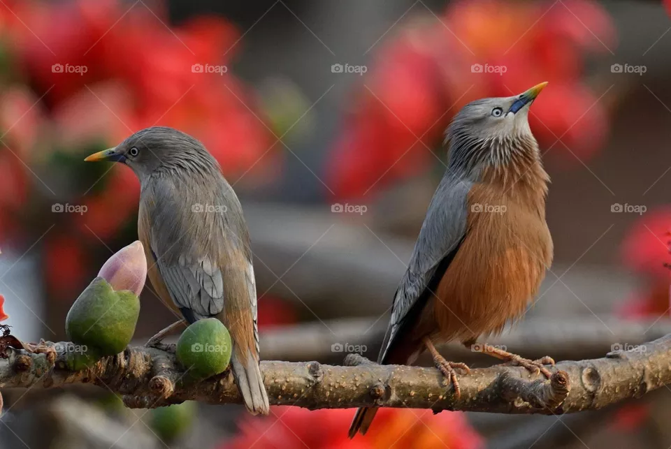 quarrel