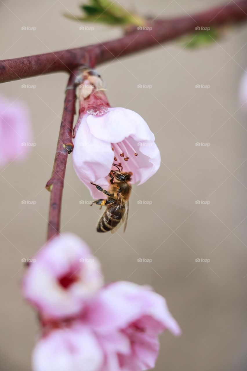 bee flowers summer