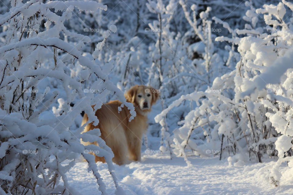 Winter wonderland of snow branches