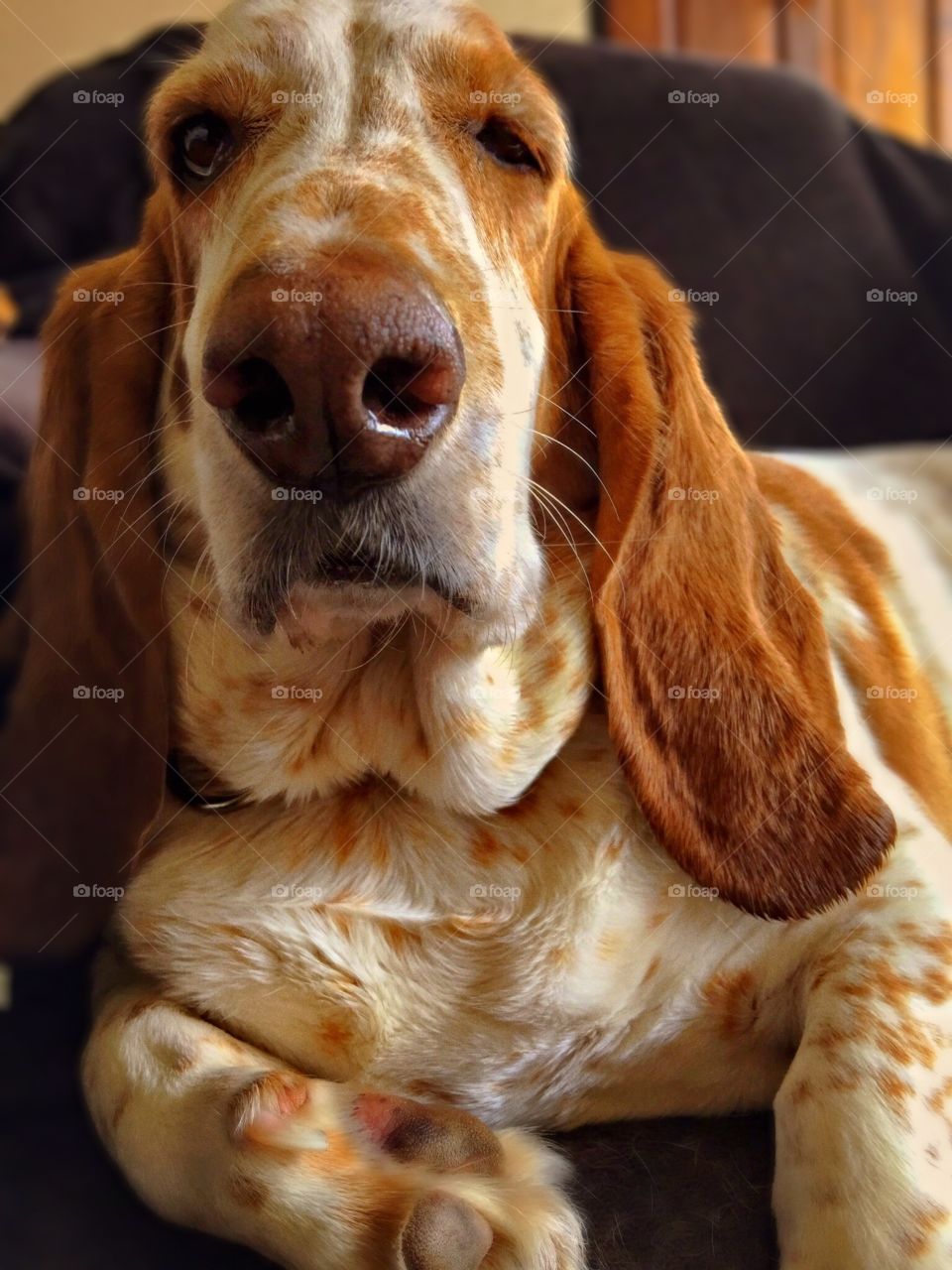 My Williams the basset hound