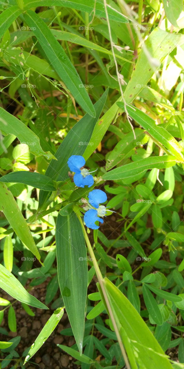 Commelina diffusa