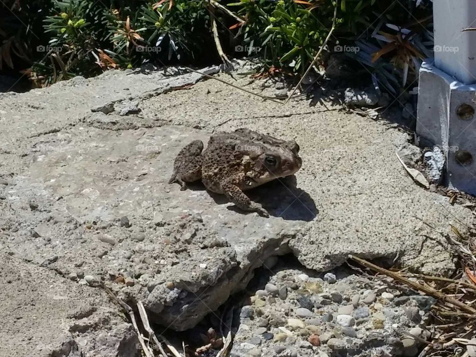 toad