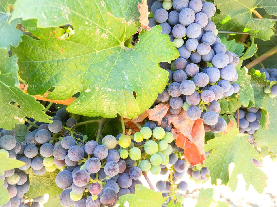 Green and purple grapes in Napa