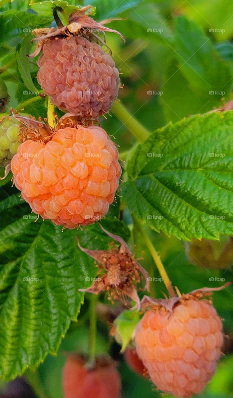 Himalayan Raspberries ready to eat