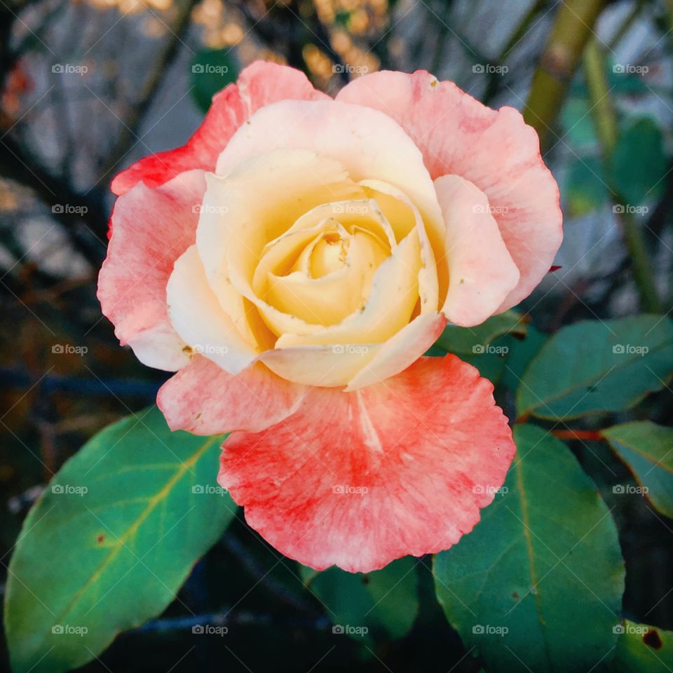 #Flores do nosso jardim, passando pelas #RedesSociais para tirar a cara sisuda do Brasil que posta, não gosta e se enrosca!
Deu pra entender?
🌹
#Jardinagem #fotografia #mobgrafia