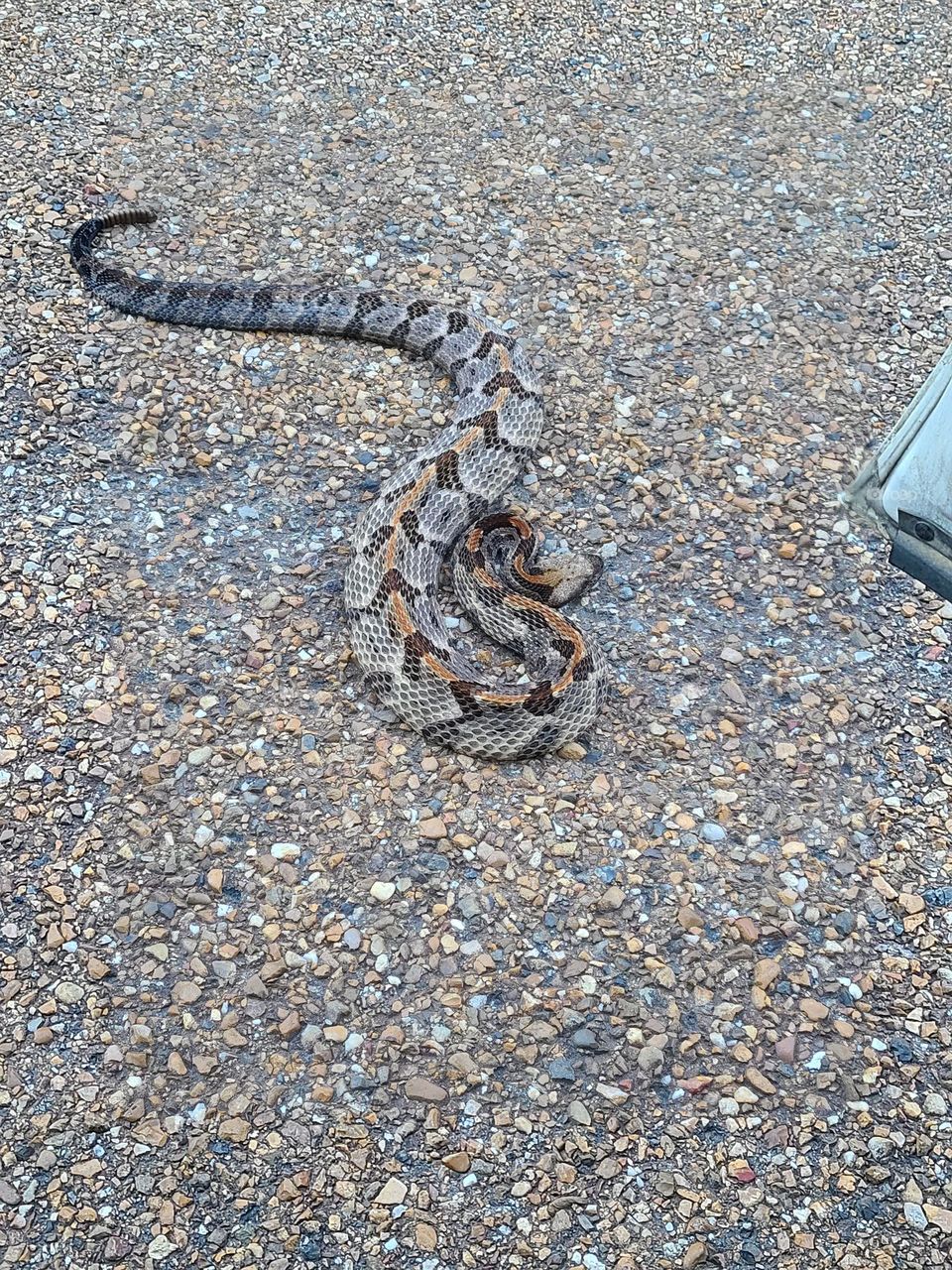 timber rattlesnake in road