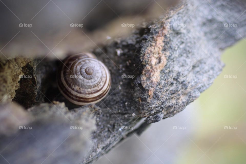 Snail