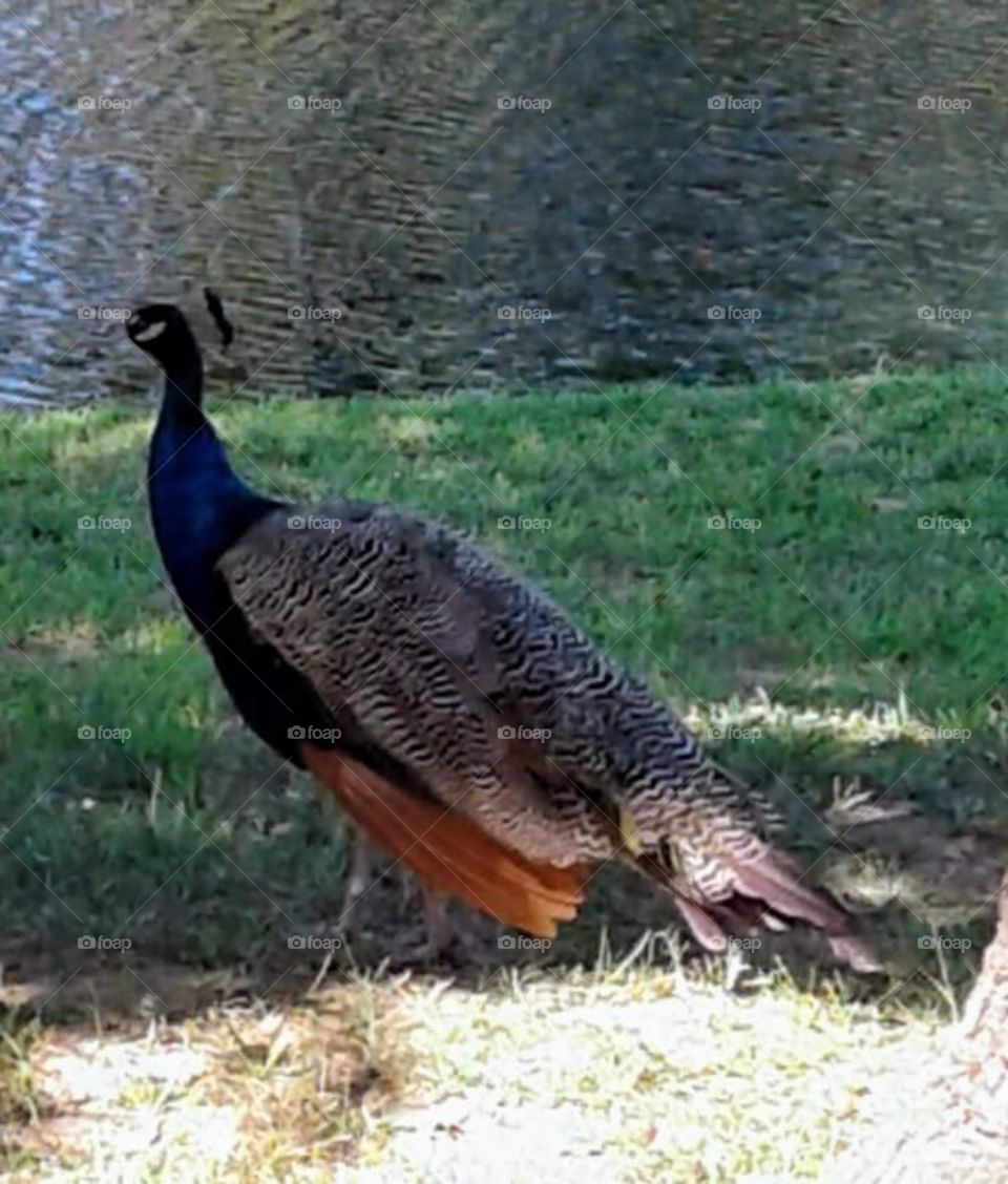Peacock