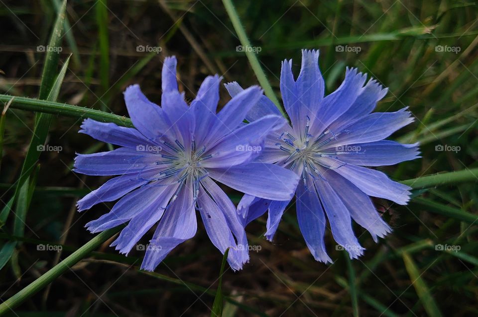 Two chicory flowers in the meadow. Summer time 💮💮
