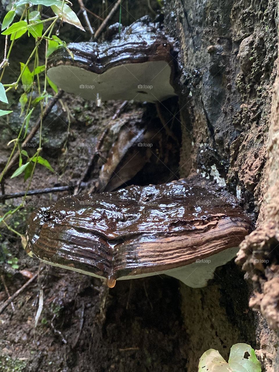 Moist mushrooms in the rain