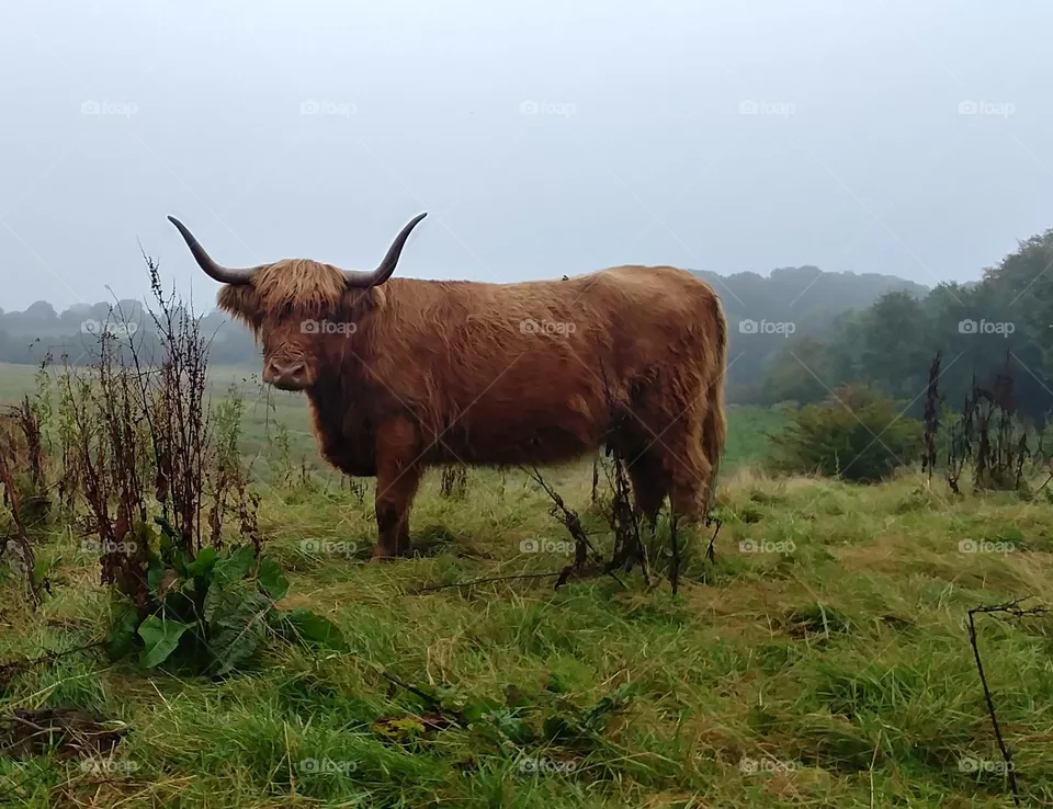bulle rind highland schottisches weide braun brown