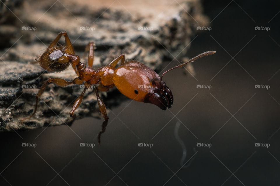 Ant bighead