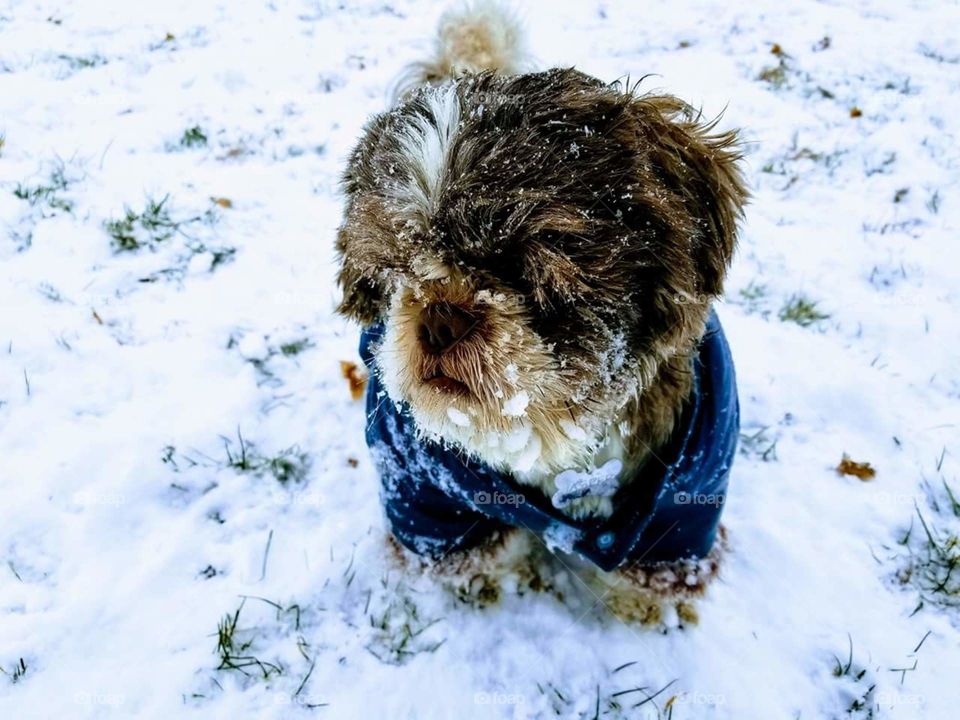 Family dog plays in snow for the first time.