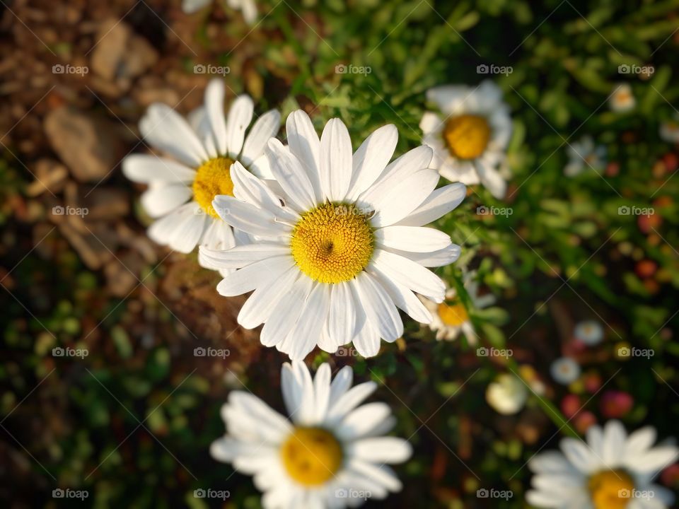 Spring time brings life to all the flowering plants