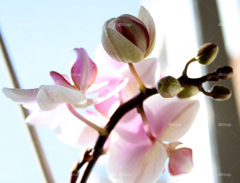 Pink and white orchid
